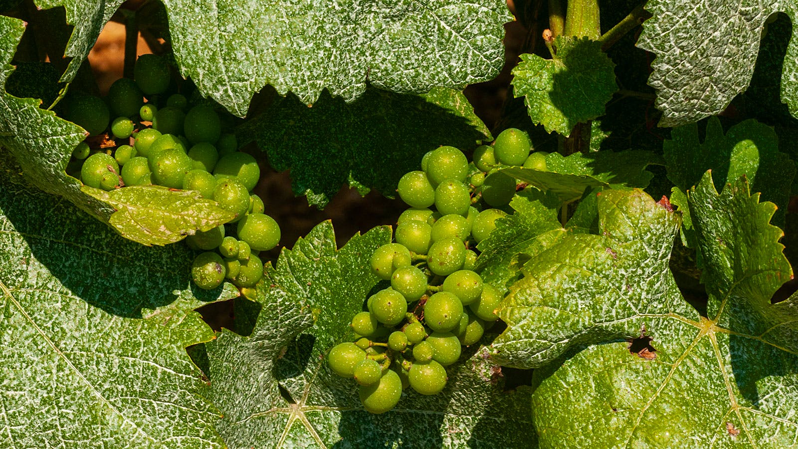  French Pinot Noir vine sprayed with copper.] 