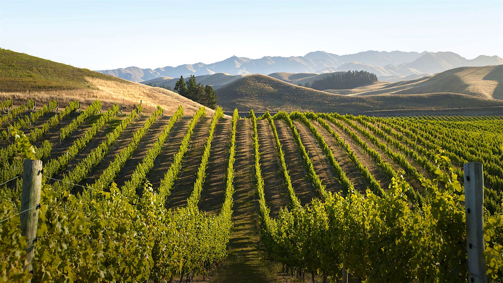 New Zealand’s Rapaura Springs grows and sources grapes throughout Marlborough for its noteworthy Sauvignon Blanc.
