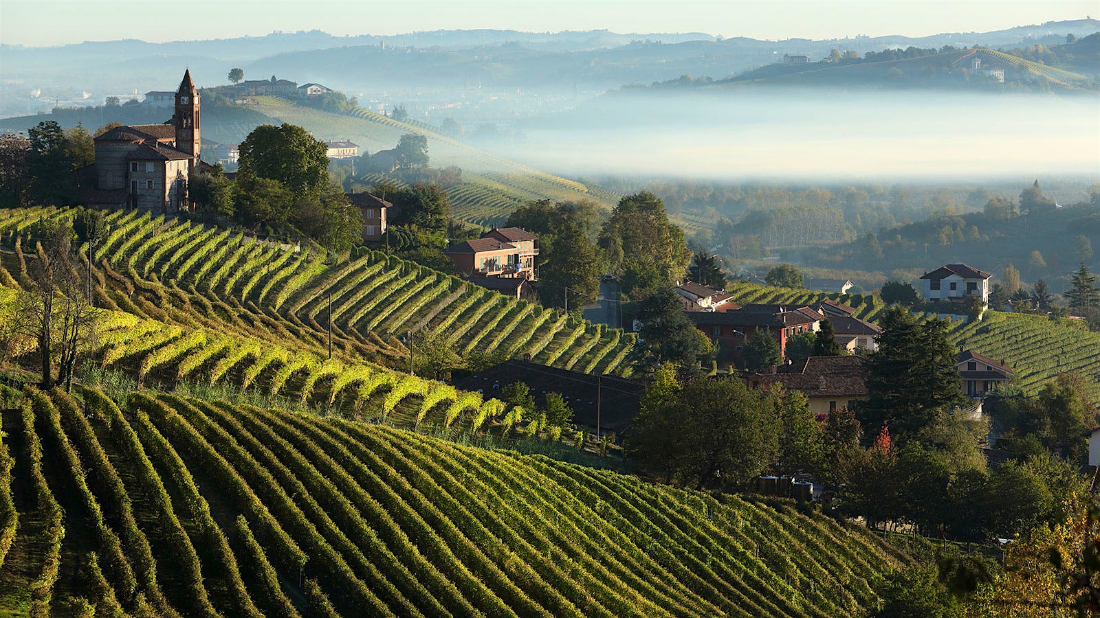 In addition to top Barolos, Oddero makes a standout Barbera in a linear style.
