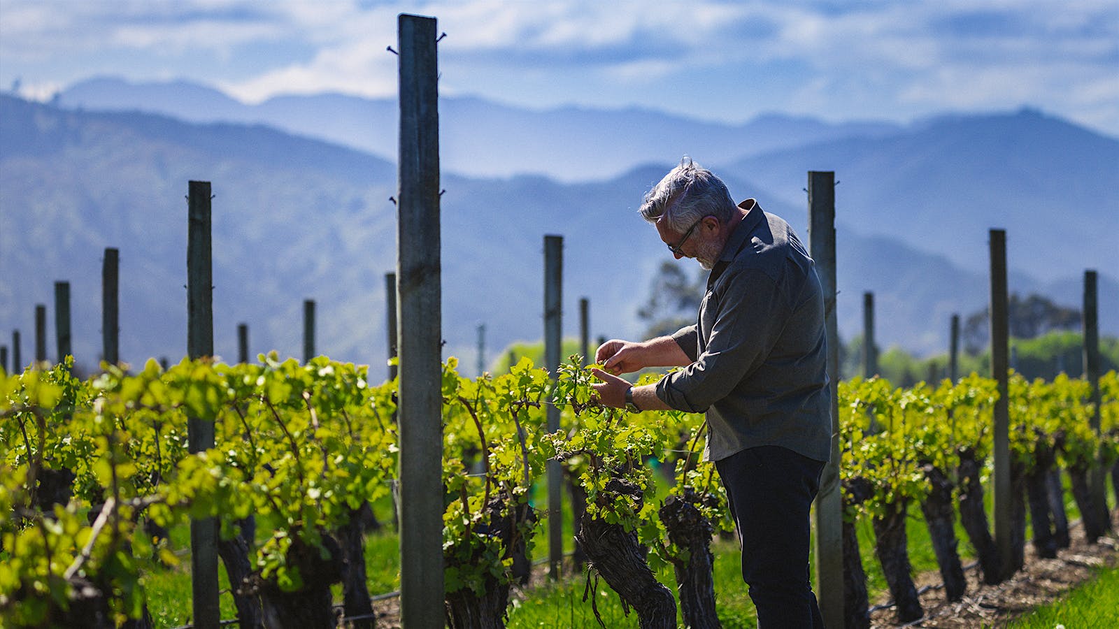  Kim Crawford winemaker Dave Edmonds in Marlborough vineyards.] 