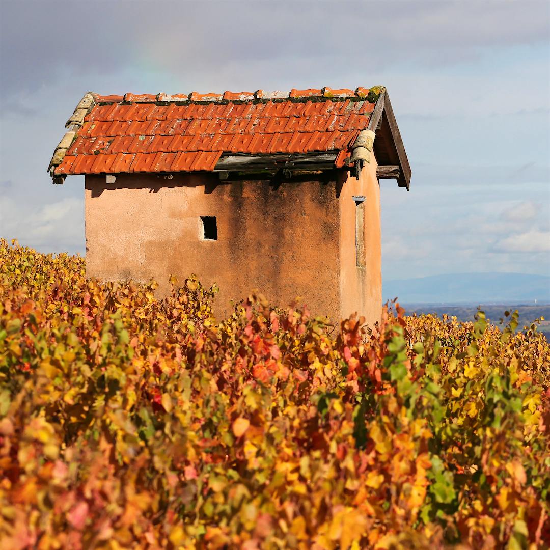 The best vineyards of Beaujolais, like this spot in Morgon, enjoy hillsides and complex soils.
