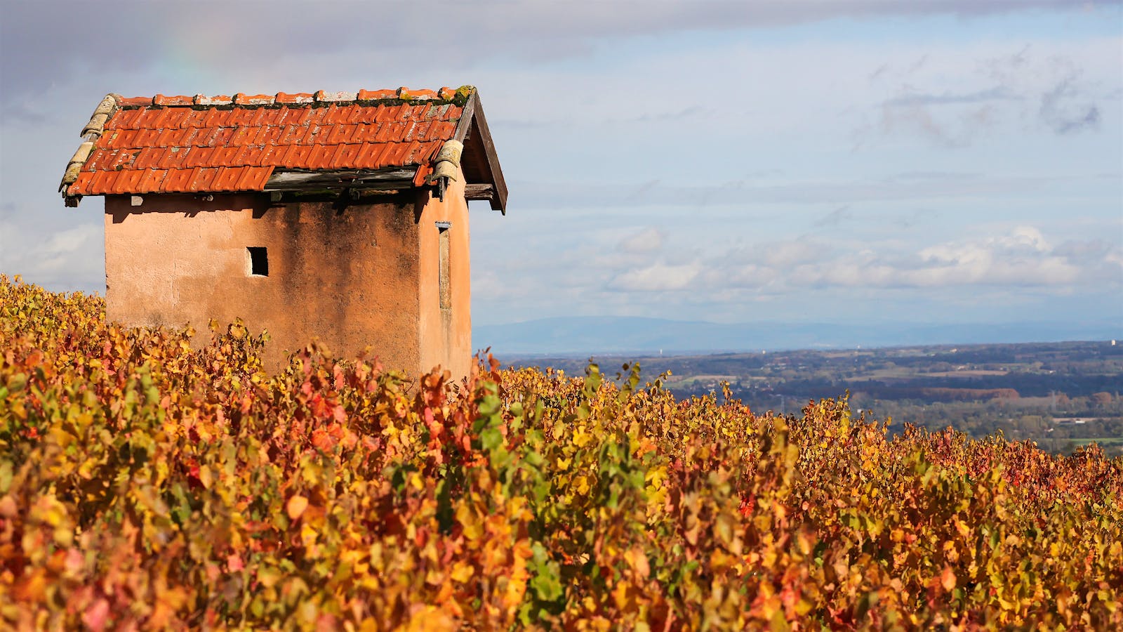 The best vineyards of Beaujolais, like this spot in Morgon, enjoy hillsides and complex soils.