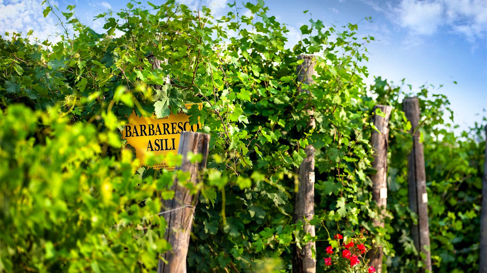 New Red Wine Reviews: 2021 Produttori del Barbaresco Single-Vineyard Riservas