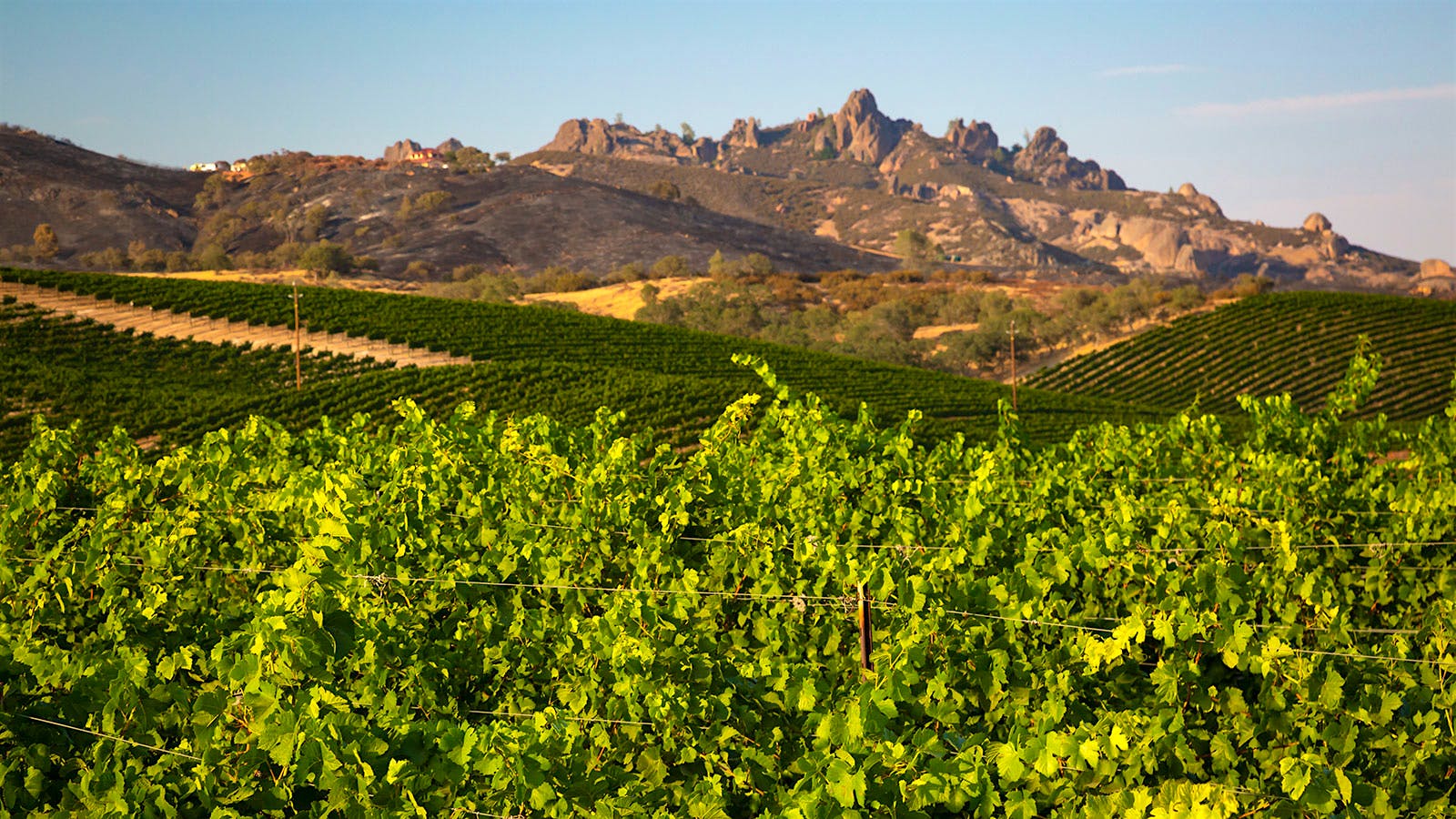 The Top 100 Wines of 2001 at a Glance