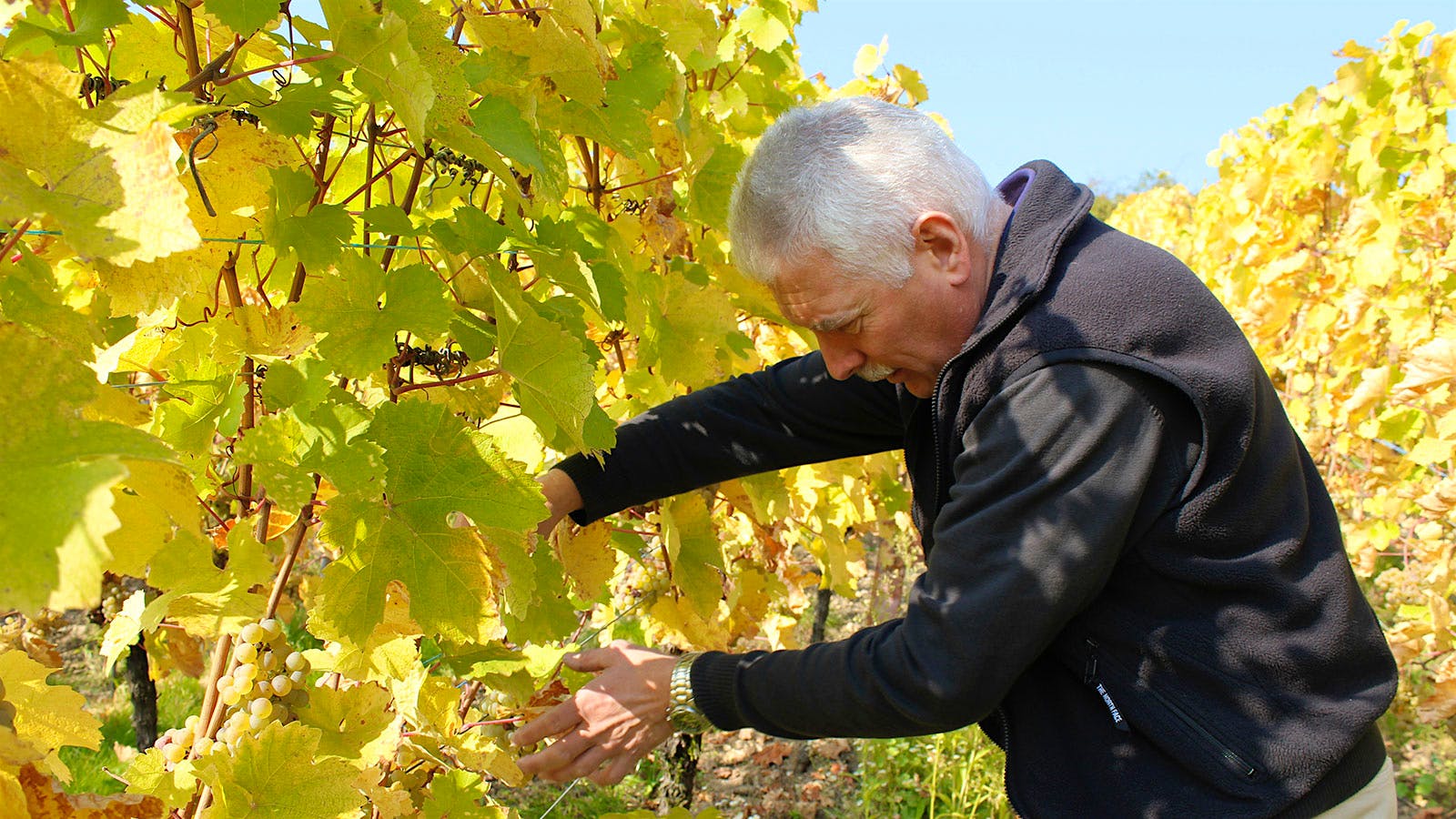 Pierre Trimbach in the Geisberg vineyard