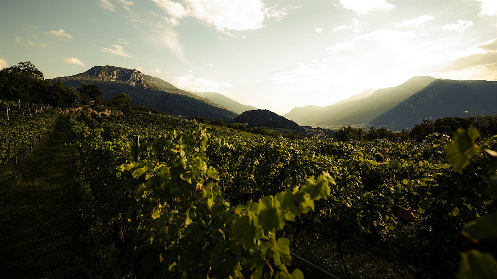 Trento's vineyards lie in the high-altitude hills of the Dolomites, some of the most awesome mountains of the Italian Alps.