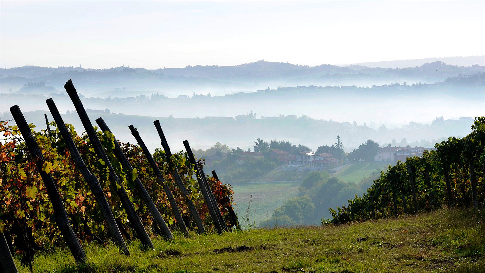 Cascina Castlèt produces a trio of Barbera's from vineyards in Castiglione d'Asti.