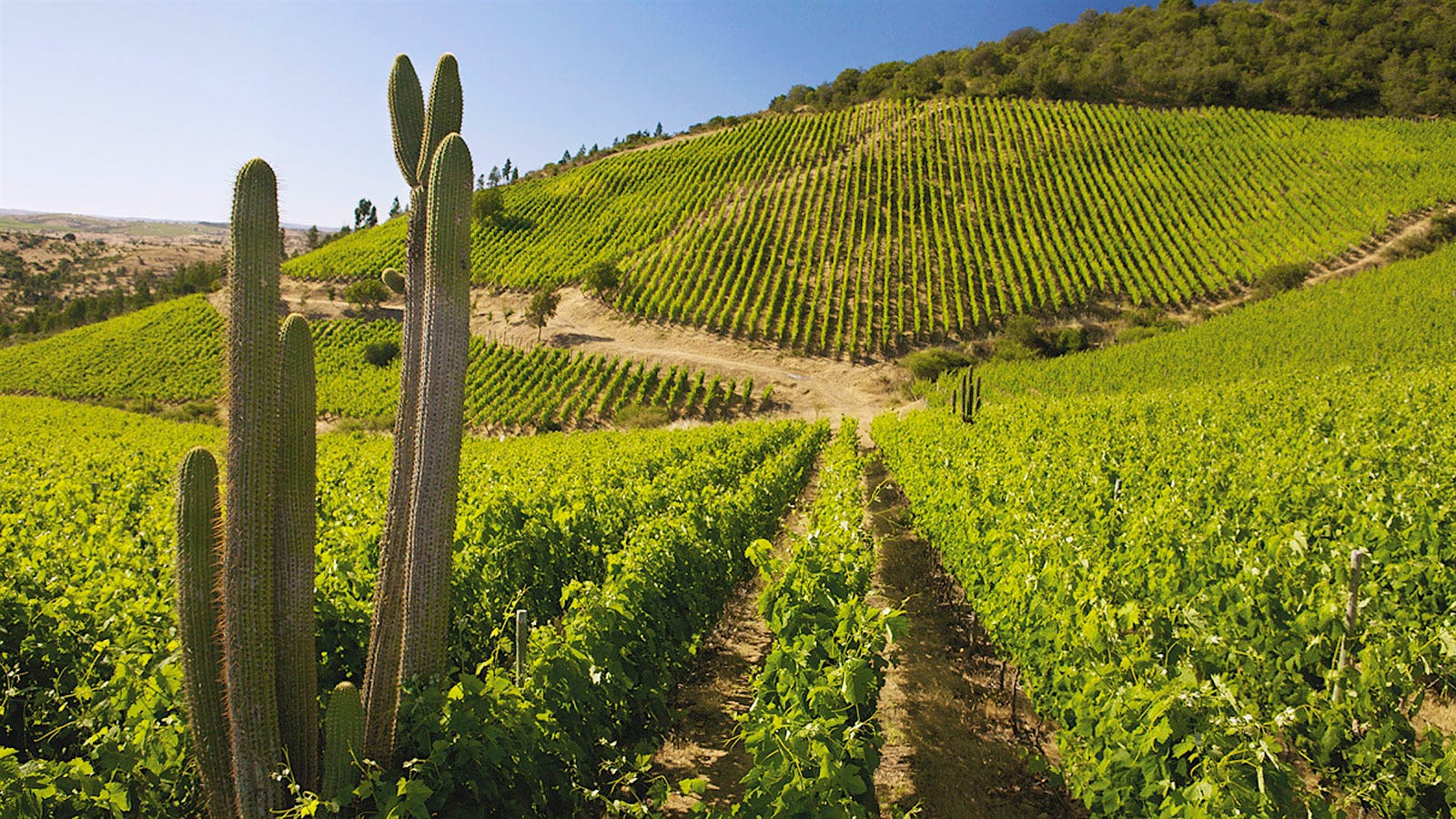 Viña Polkura farms 75 acres in Colchagua Valley’s Marchigüe region with a focus on Syrah.