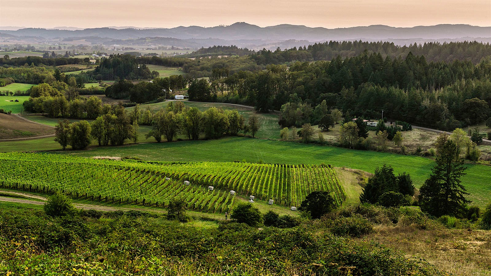 Nicolas-Jay’s Bishop Creek Vineyard in Yamhill-Carlton is a key source for its noteworthy Pinot Noirs.