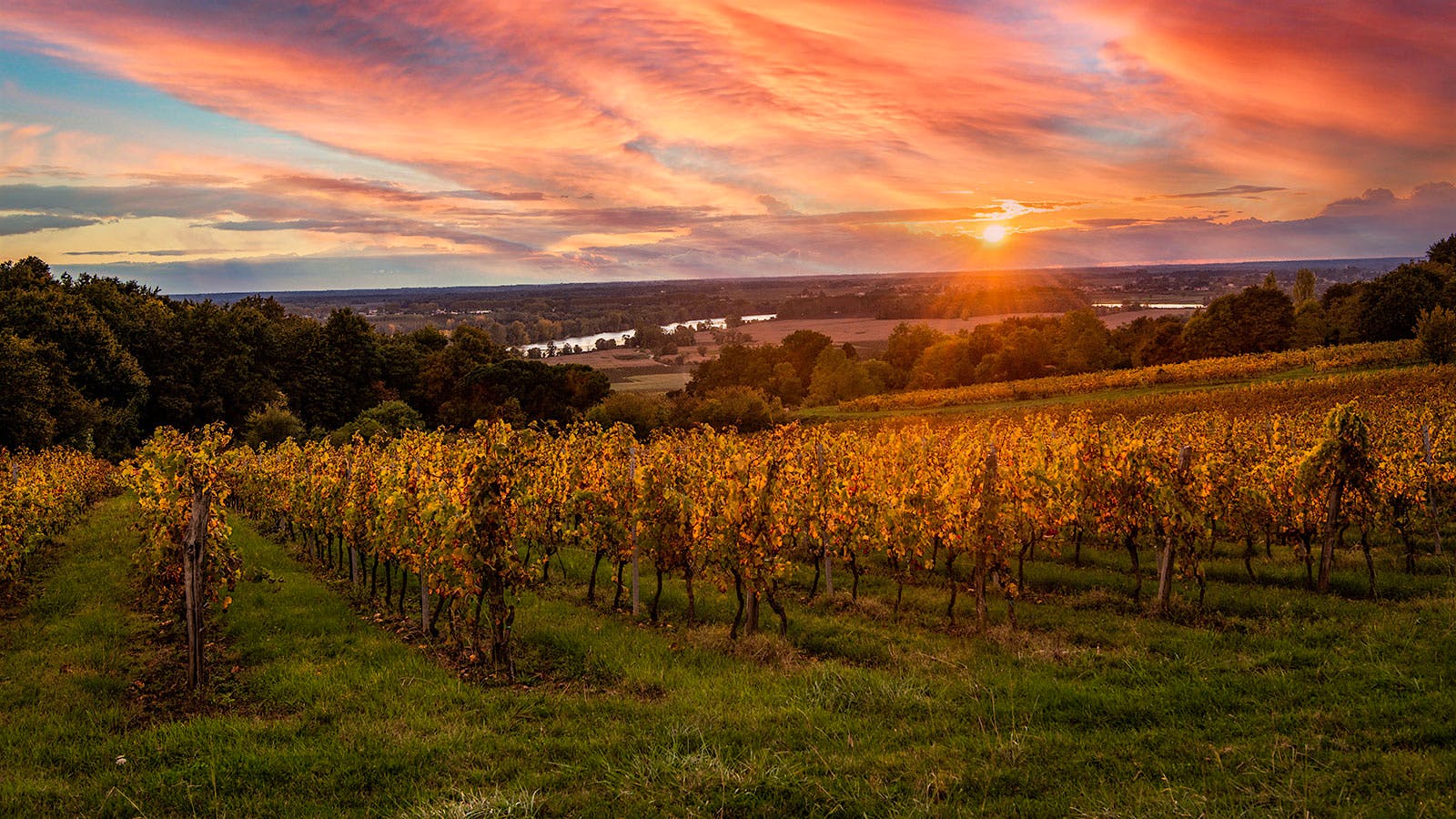 8 Versatile and Refreshing Bordeaux Whites for Under $20