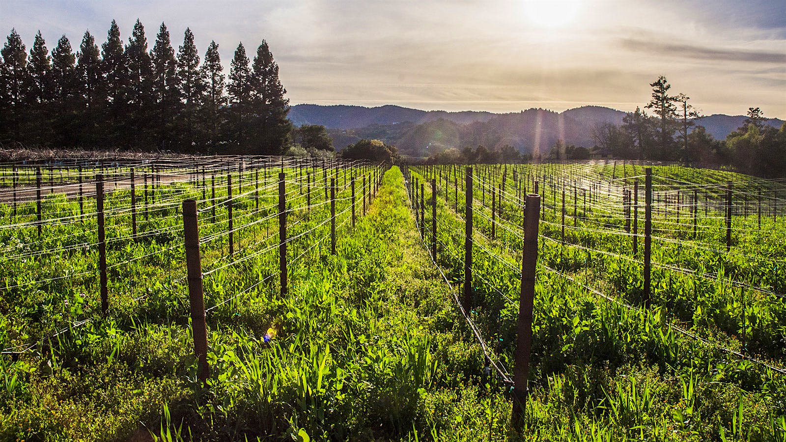 Unti farms 60 acres of vineyards in Dry Creek Valley for its noteworthy wines, including Zinfandel.