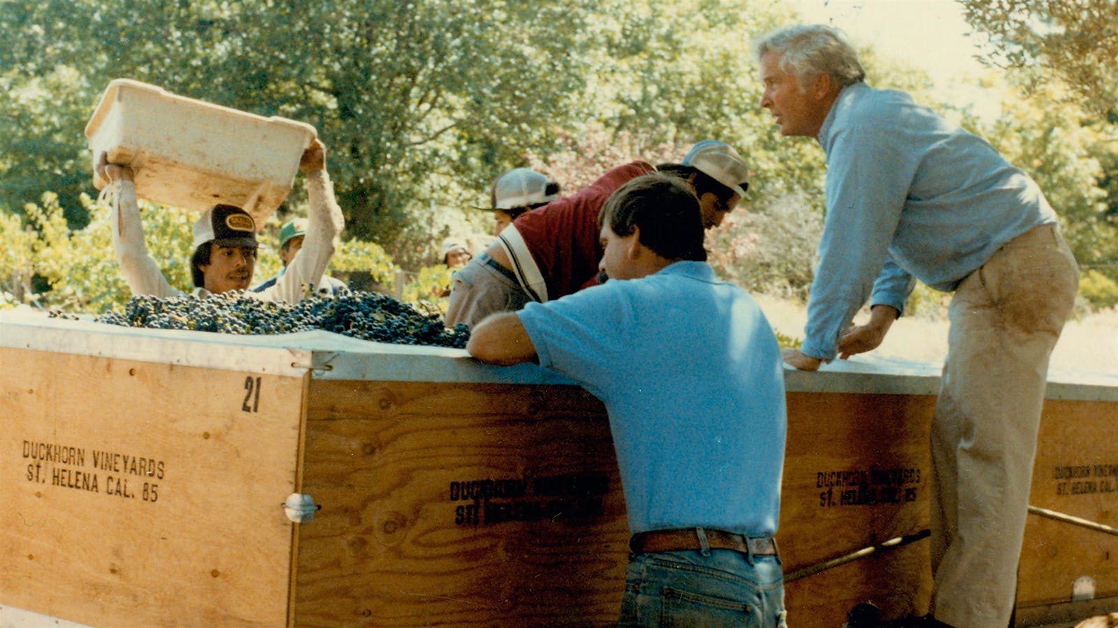  Dan Duckhorn harvesting grapes in Napa Valley.] 