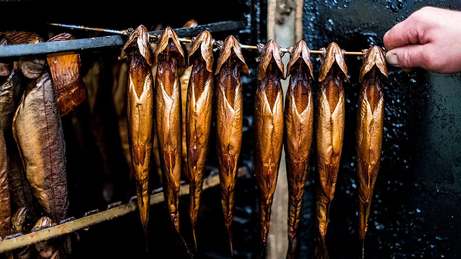  Smoked trout being pulled from a smoker.
