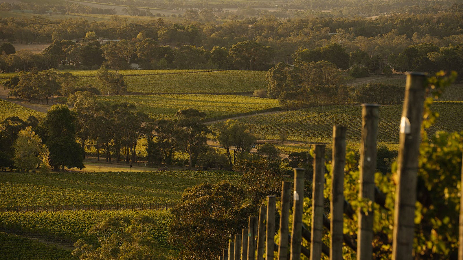  Sexton Vineyard, Yarra Valley, Australia.] 