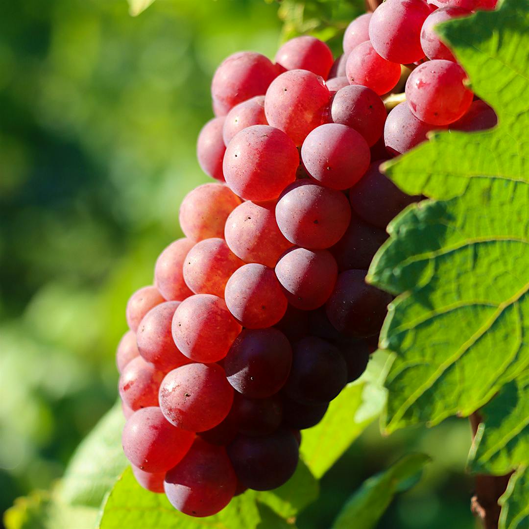  A bunch of Chardonnay ros&eacute;.] 