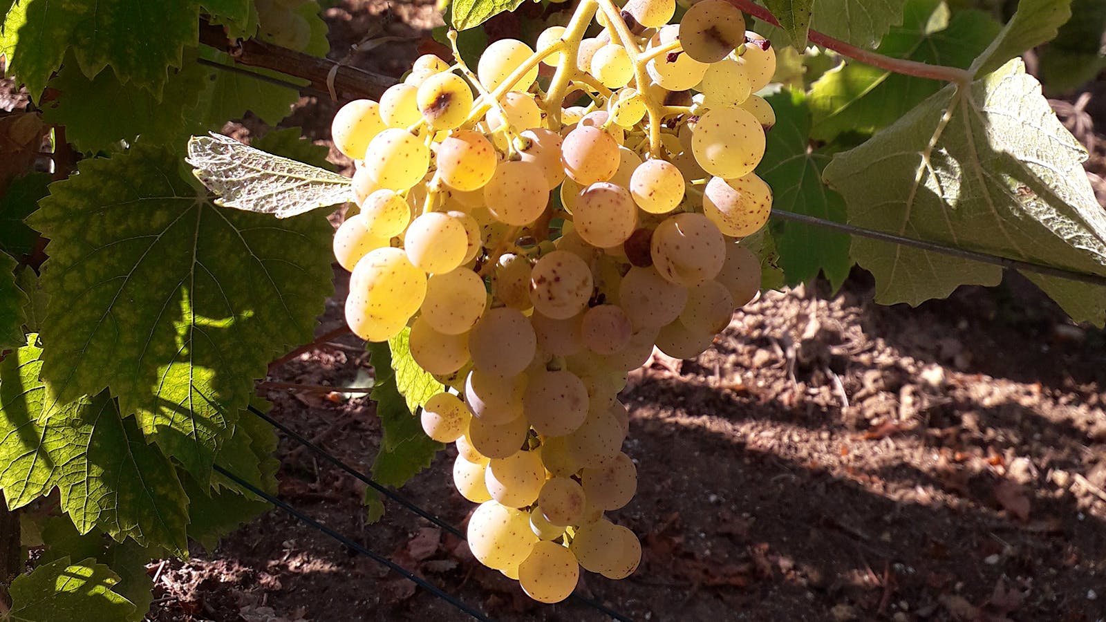 Champagne Experiments with New Grape