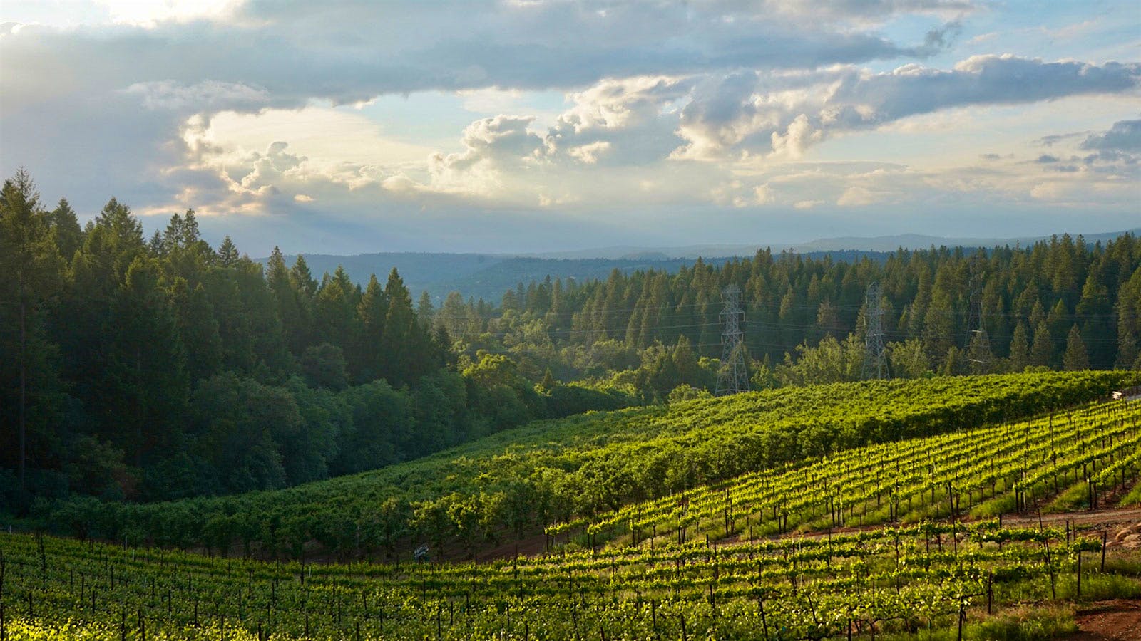 Walkin’ Pies and Alpine Wines