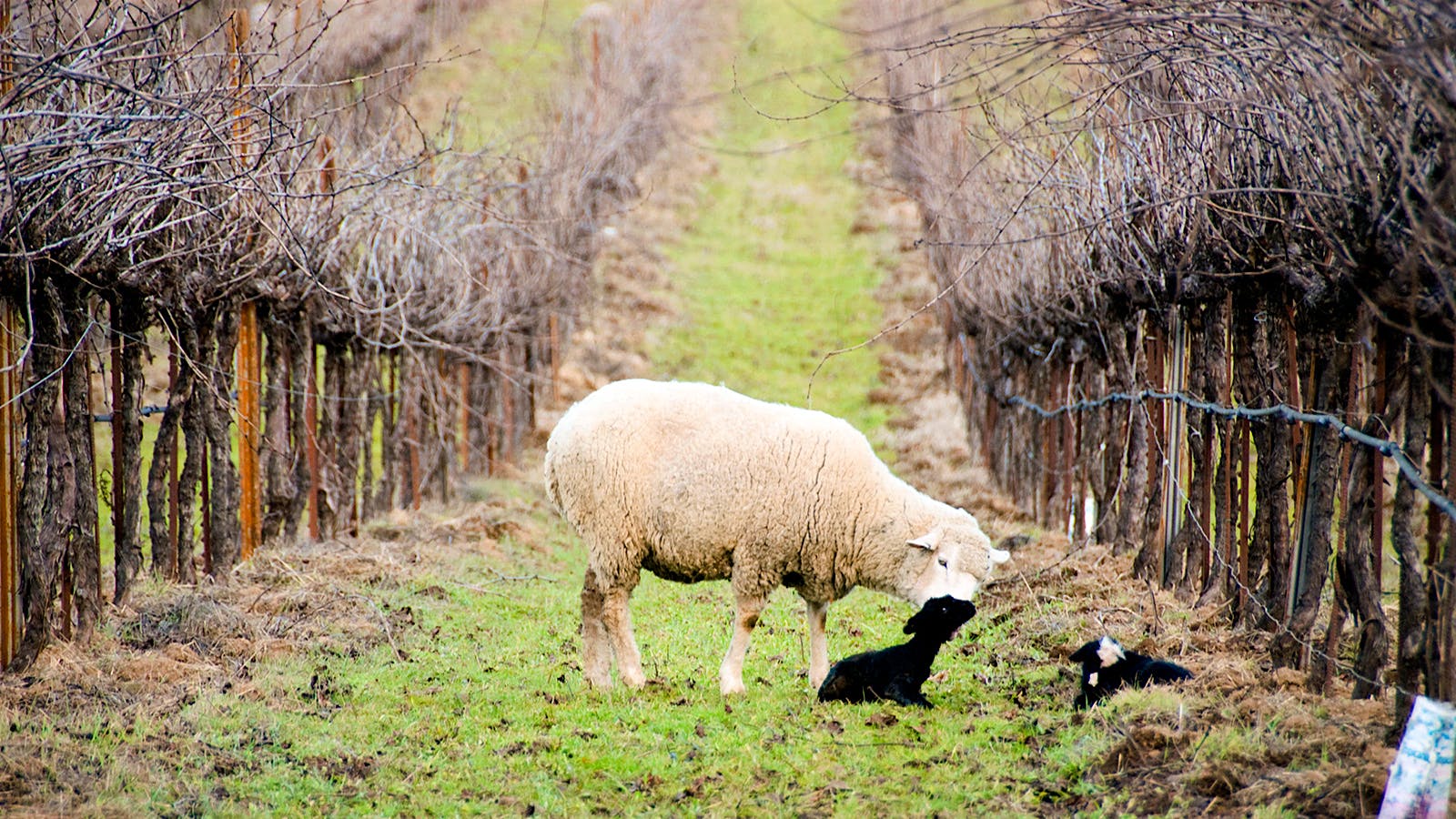 Sheep in a vineyard. Credit: Courtesy of Frey Vineyards
