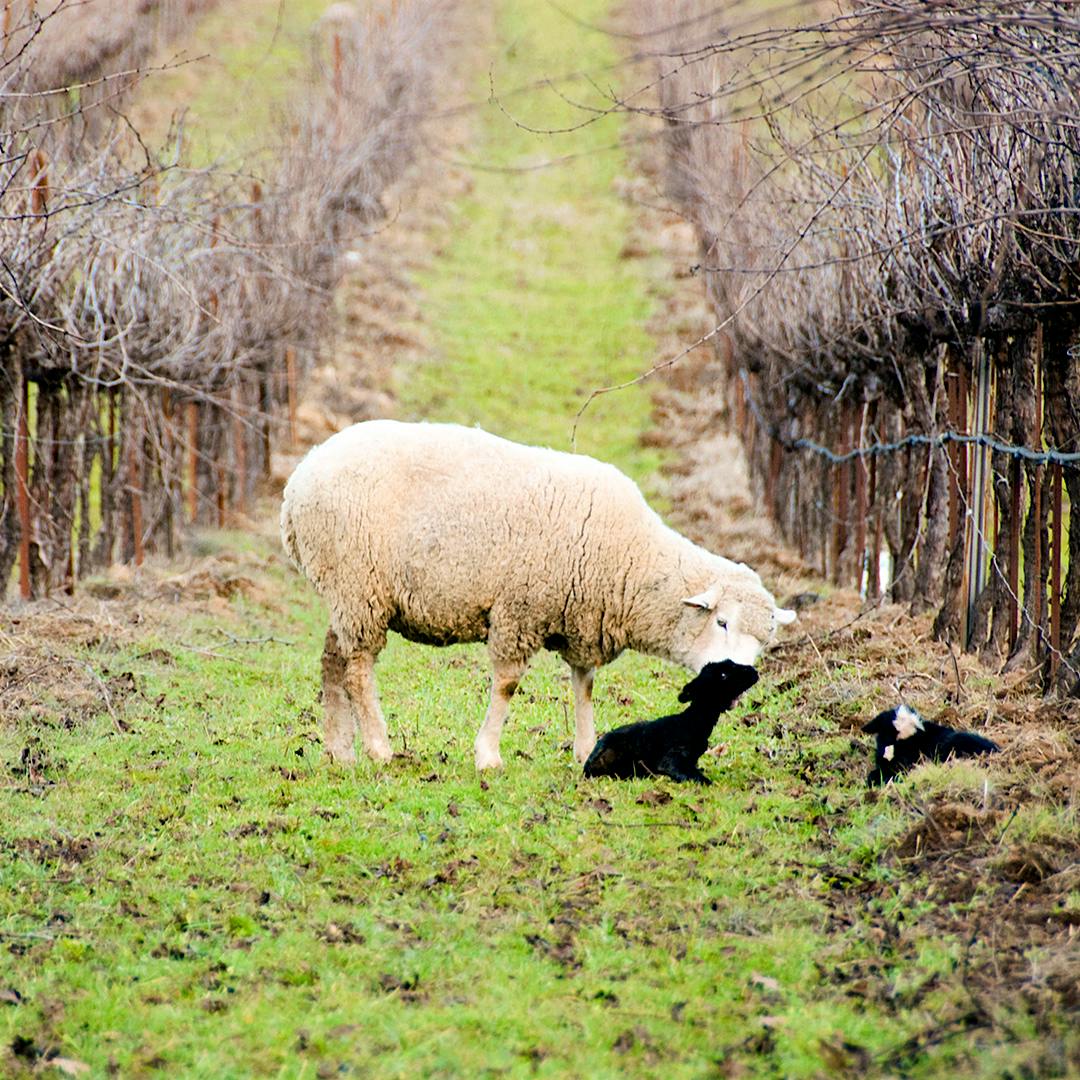 Sheep in a vineyard. Credit: Courtesy of Frey Vineyards