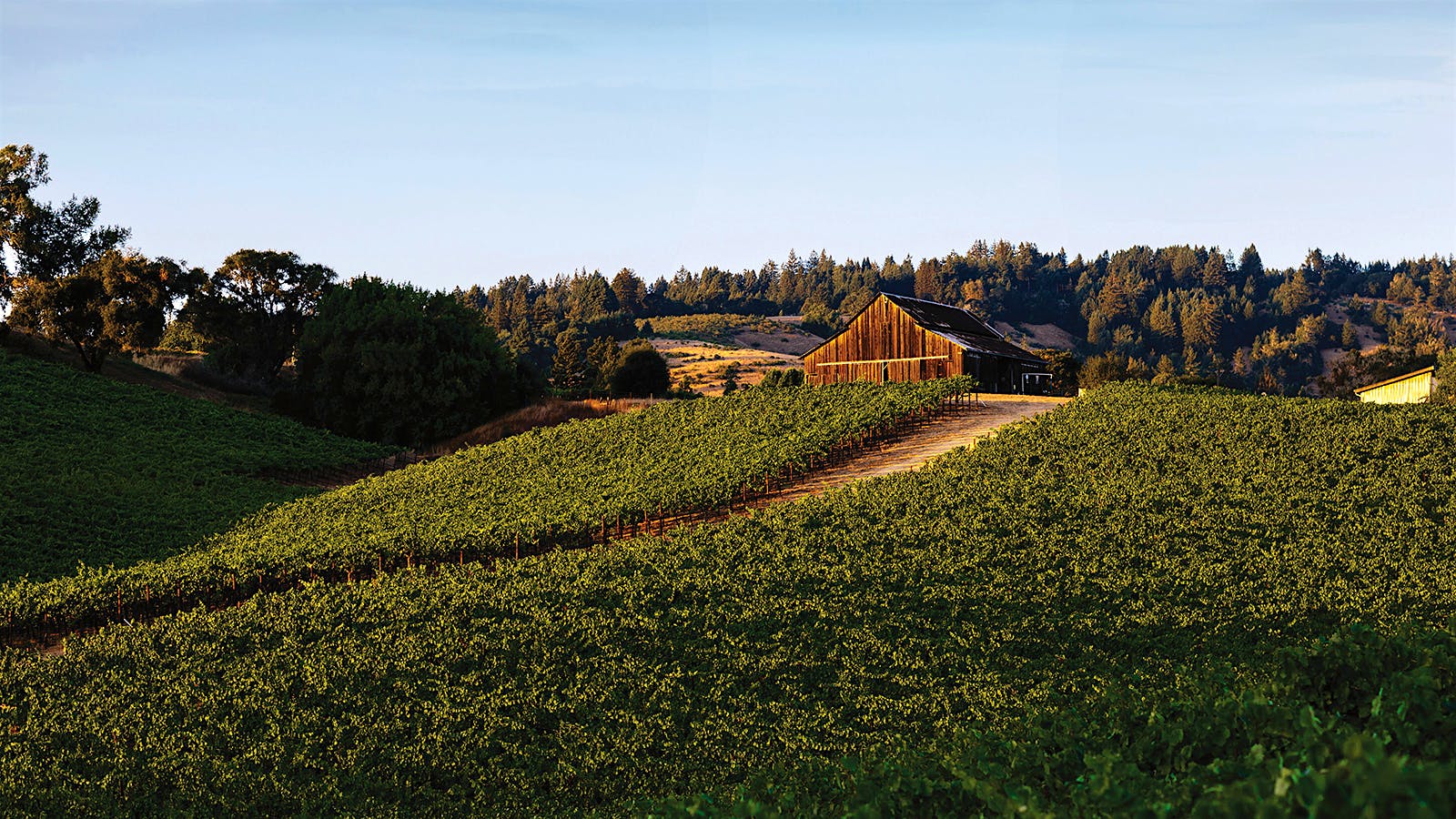 At Anderson Valley’s Maggy Hawk: A Vineyard Alive