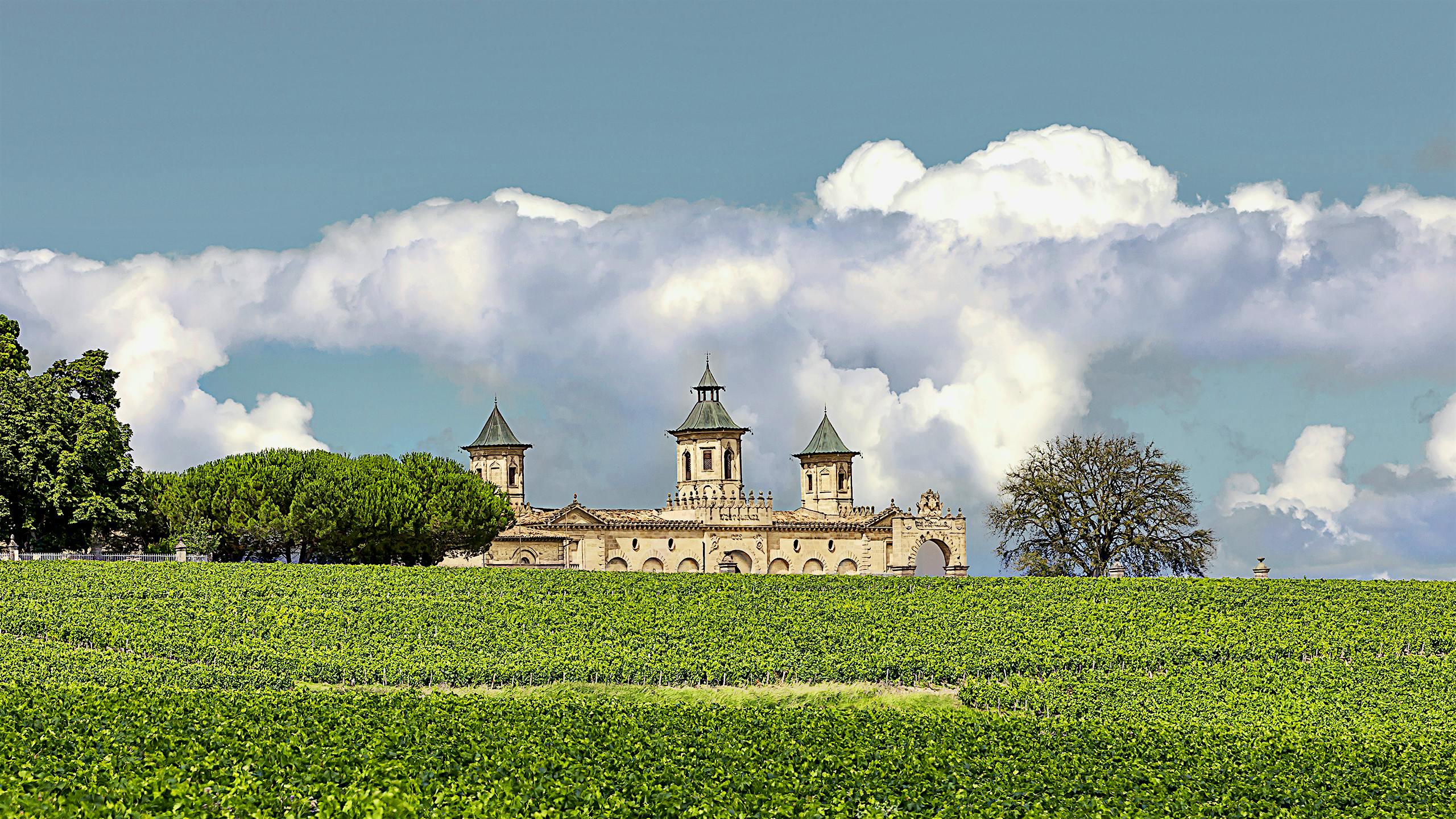 Bordeaux 2025 Vintage Tastings: St. Estèphe