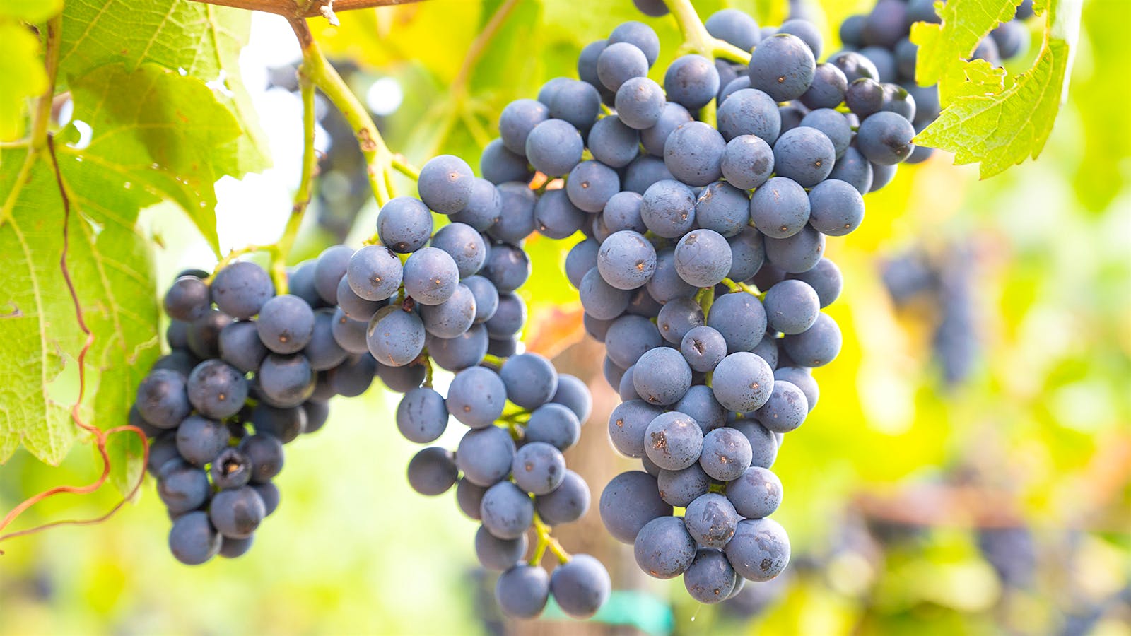 Pinot Noir is one of our most beloved wine grapes, and it turns out the French have enjoyed it for at least 600 years.