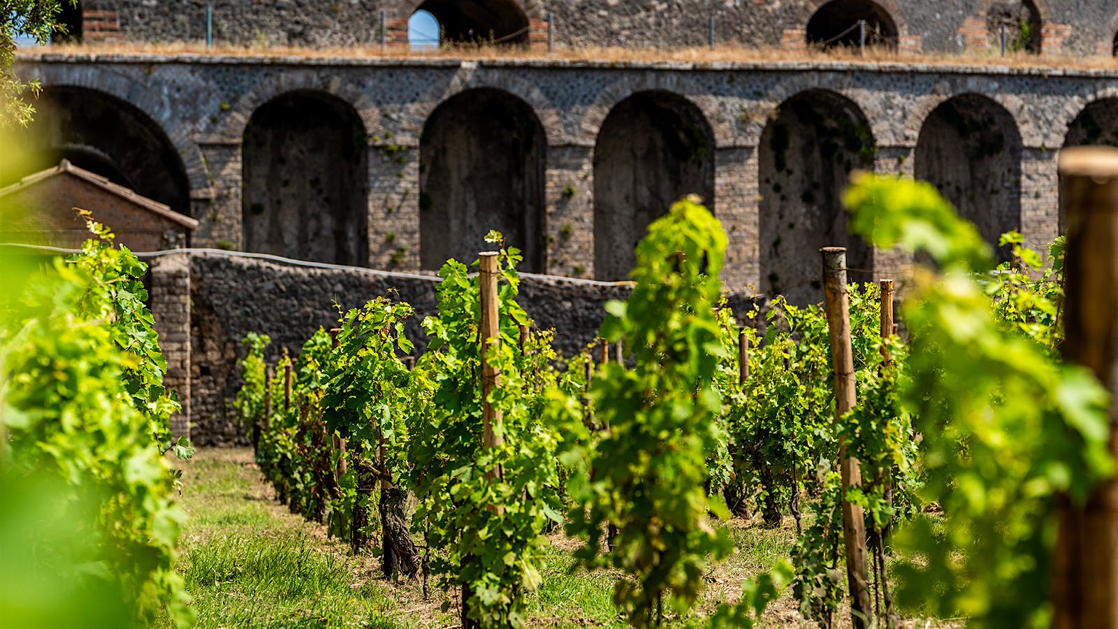  A vineyard in Pompeii.] 
