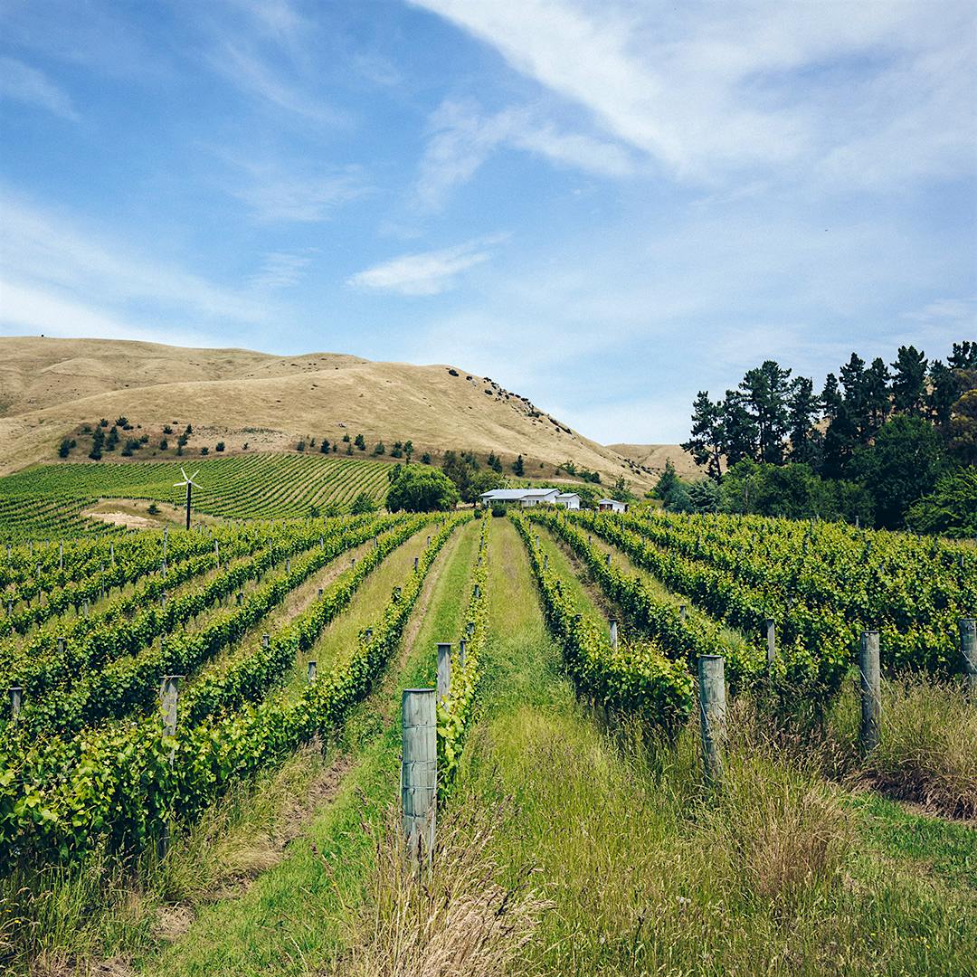 Windswept vines in Marlborough’s Awatere Valley, where Astrolabe crafts mineral-driven Sauvignon Blanc from sustainably farmed coastal vineyards
