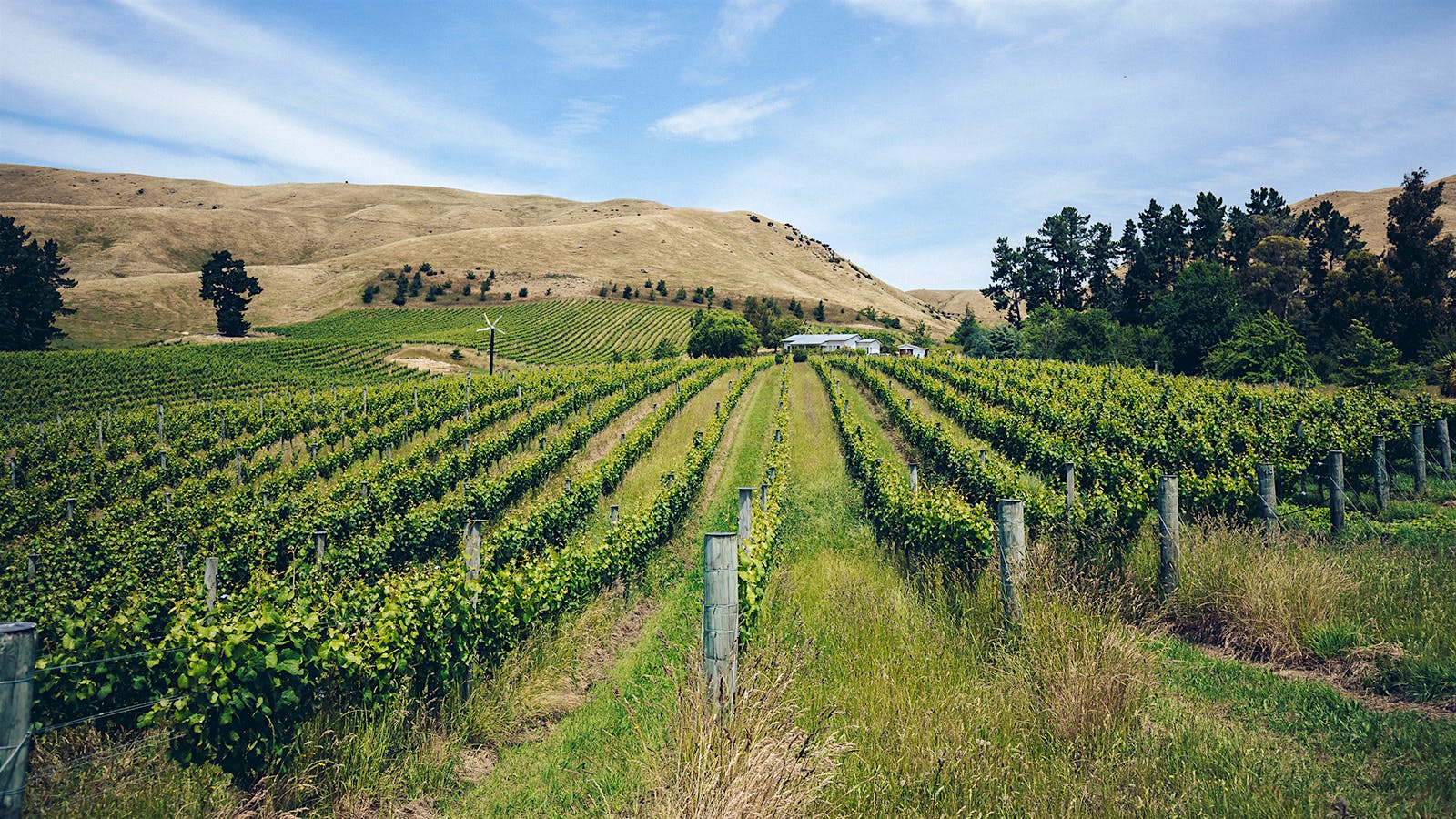 Top New Zealand Sauvignon Blancs and Pinot Noirs Under $30