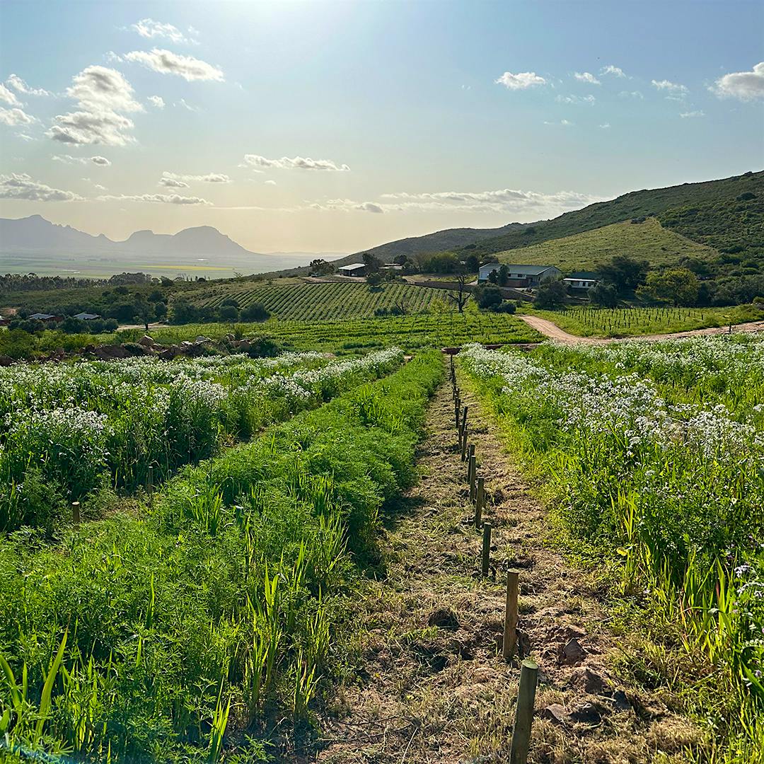 Testalonga’s vineyards at Bandits Kloof Farm in Swartland, where grapes are grown for the estate’s minimal-intervention wines