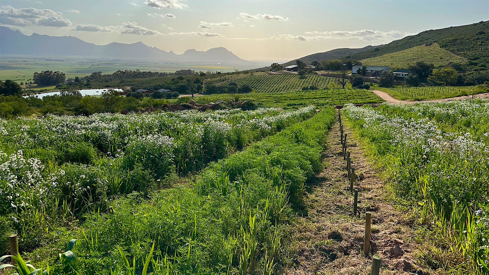 Testalonga’s vineyards at Bandits Kloof Farm in Swartland, where grapes are grown for the estate’s minimal-intervention wines