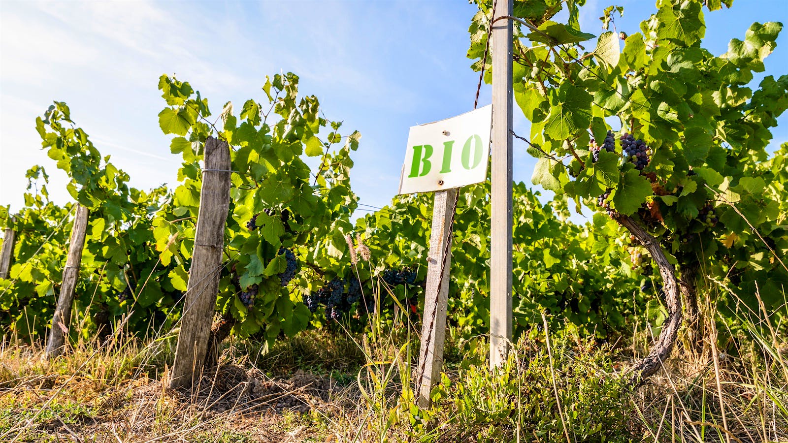 A vineyard in Champagne, France, is market with a sign reading "BIO" to designate that it is a &ldquo;biologique,&rdquo; or organic, vineyard.