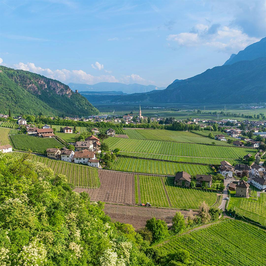 A mountainous vineyard landscape (Courtesy of Udo Bernhart/Kellerei Terlan)