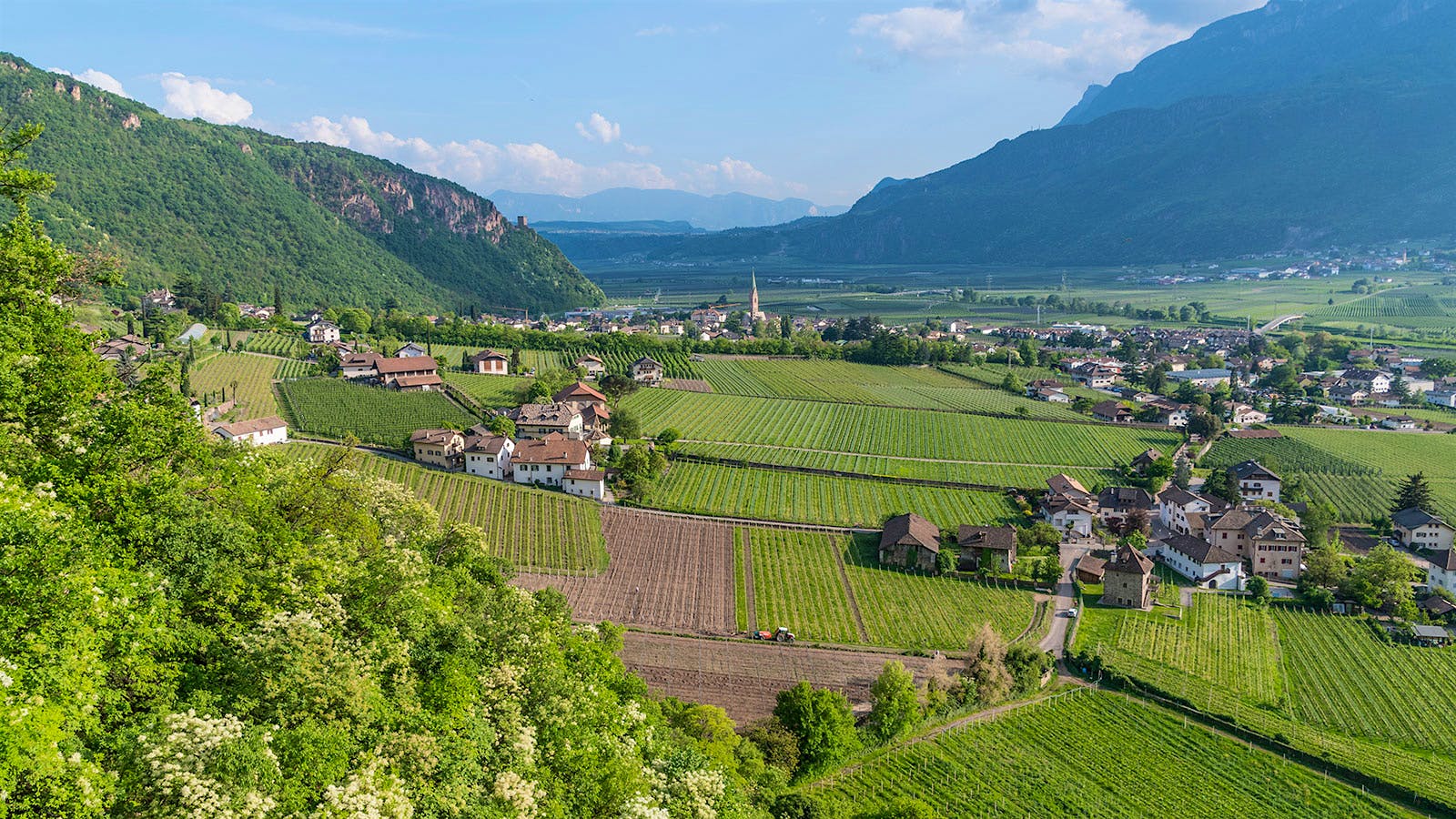 A mountainous vineyard landscape (Courtesy of Udo Bernhart/Kellerei Terlan)