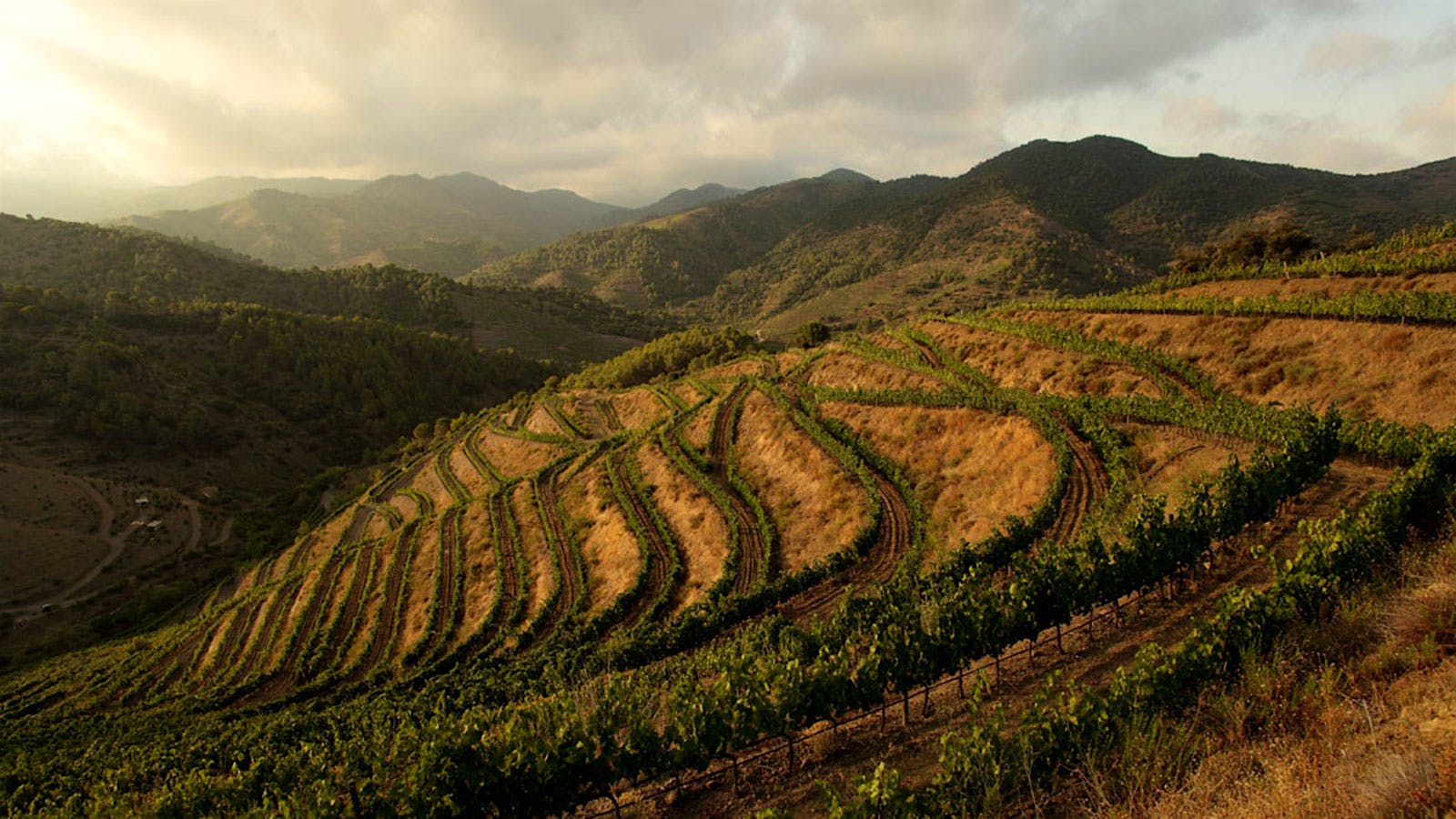 Merum Priorati vineyards (Roger Oferil)