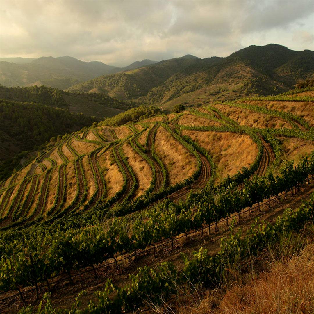 Merum Priorati vineyards (Roger Oferil)