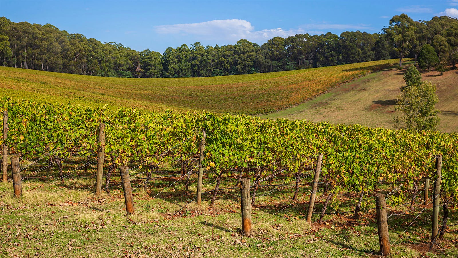 Giant Steps vineyards, Australia (Rick Liston)96-Point Aussie Chardonnay and Pinot Noir, Plus Classic Rioja, Rhône Reds and More
