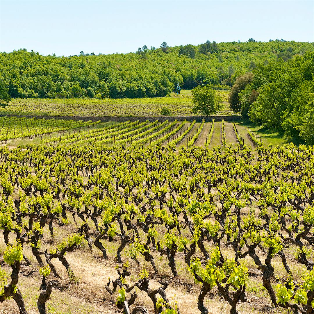 Peyrassol's scraggly vines in Provence often make rosé wines with herbal, floral and salty mineral notes.