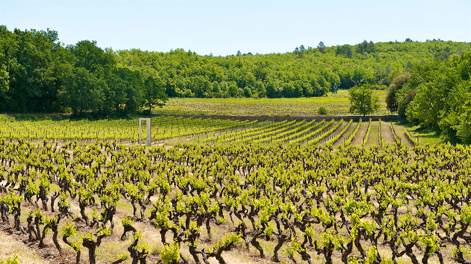 Peyrassol's scraggly vines in Provence often make rosé wines with herbal, floral and salty mineral notes.