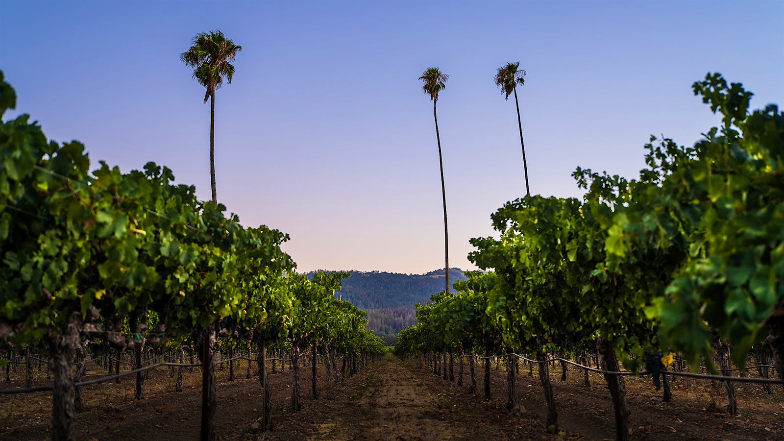 Winemaker Renée Ary is a constant force at the Napa winery as it navigates new owners and industry challenges