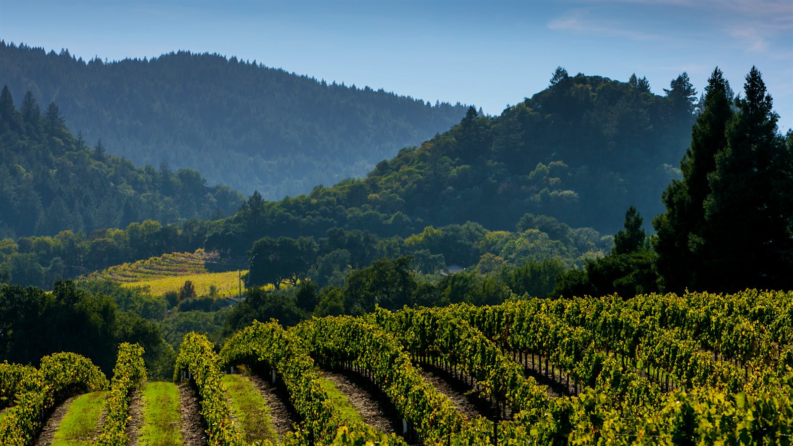 Dry Creek produced many excellent Zinfandels, including several that scored 94 points.