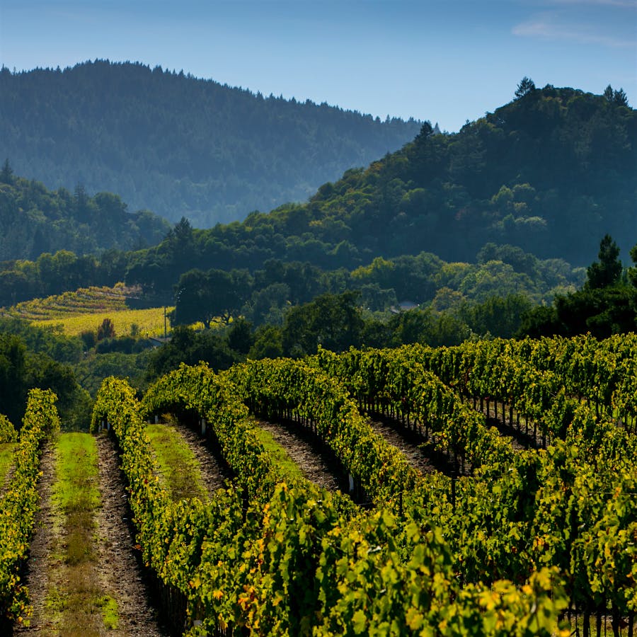 Dry Creek produced many excellent Zinfandels, including several that scored 94 points.