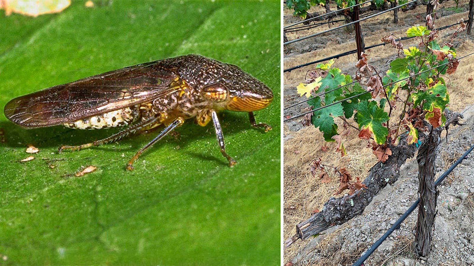 Glassy-Winged Sharpshooter Found on Costco Grapevines