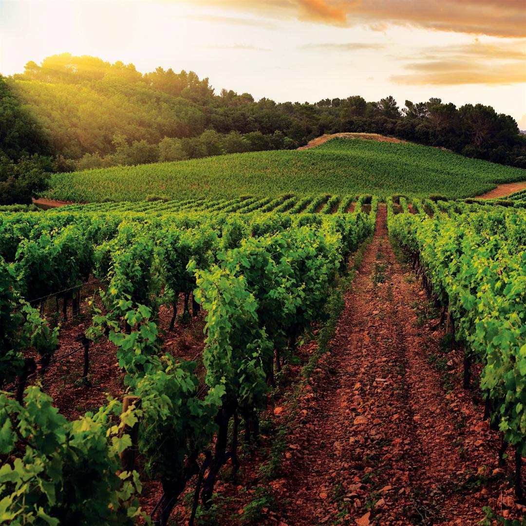 Peyrassol, in Provence, produced a rosé of notable complexity and textural richness in the 2025 vintage.