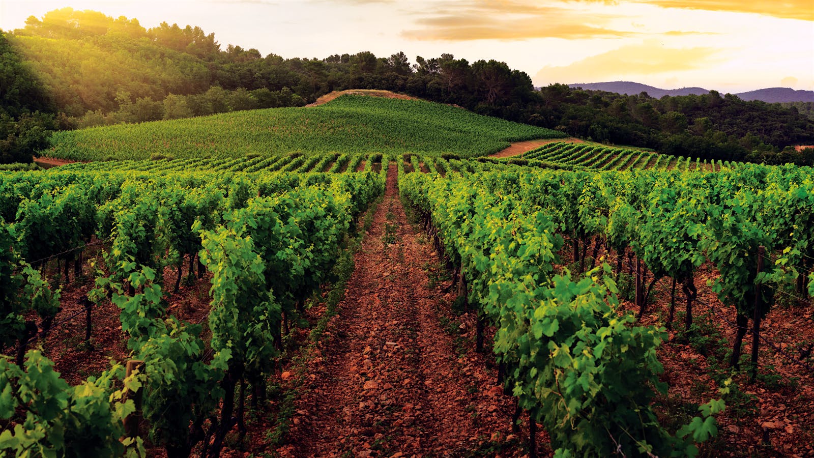 Top French Rosés of 2025: Provence, Bandol and Tavel