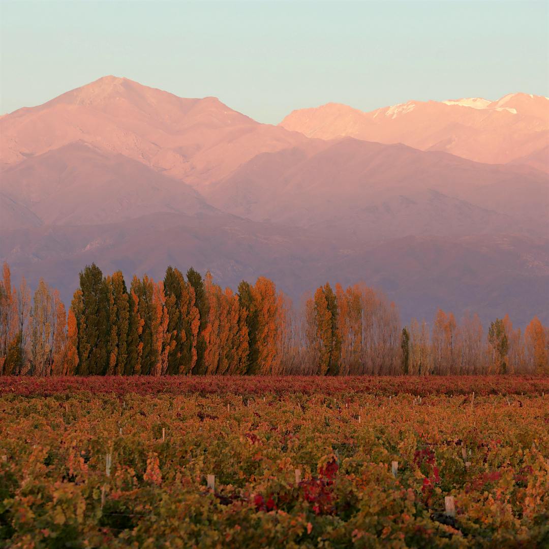 A vineyard landscape (Courtesy of Finca Sophenia)