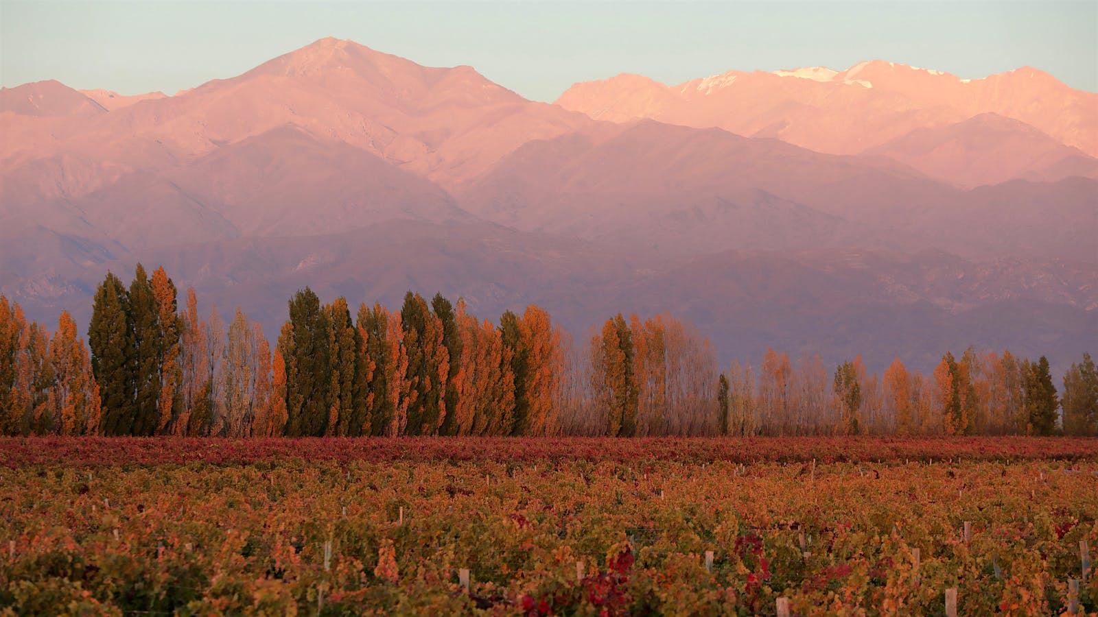 A vineyard landscape (Courtesy of Finca Sophenia)