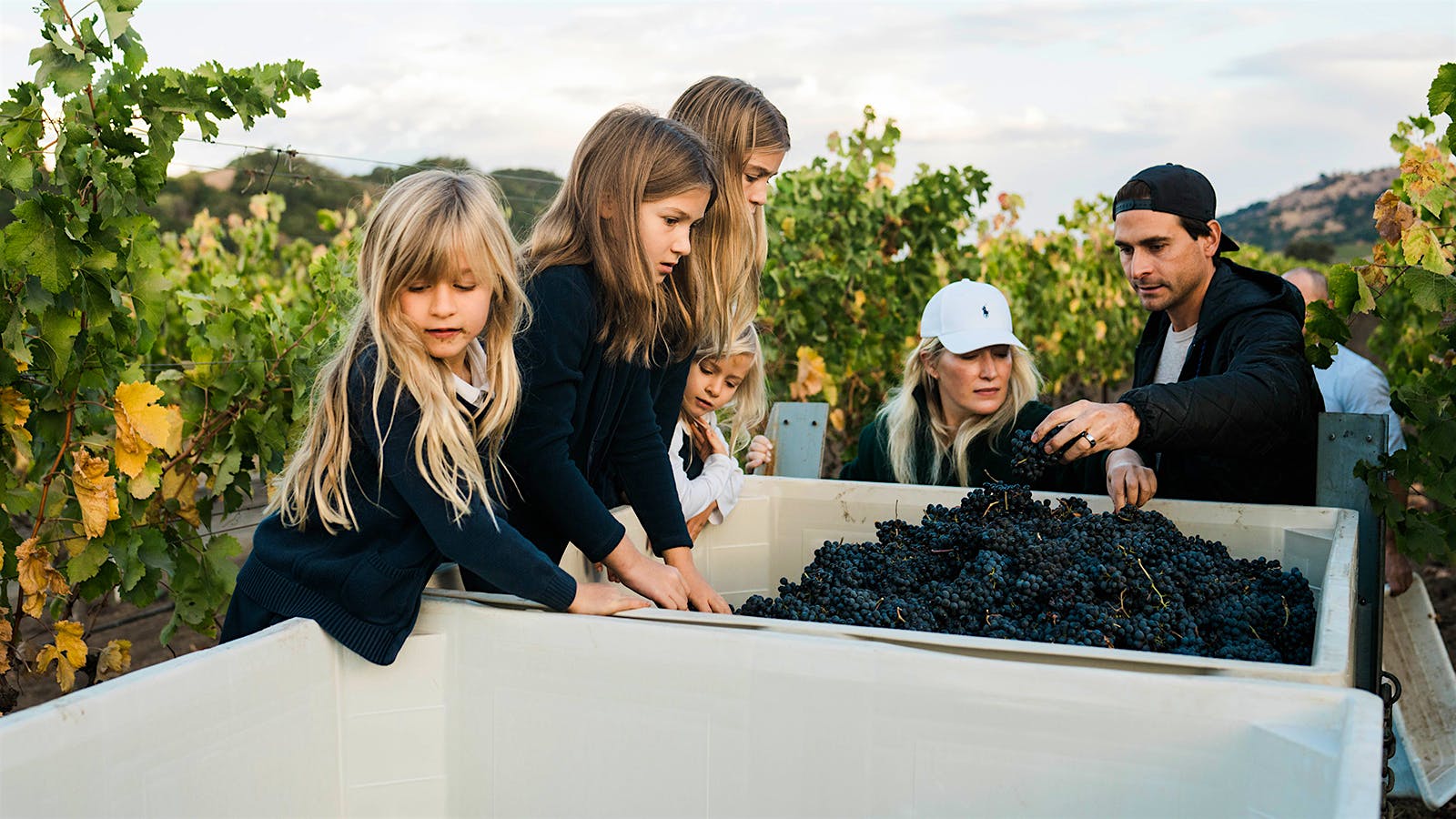 Will Phelps and his wife, Amanda, here working harvest with their kids, founded Hensel West to build a small but meaningful family wine legacy.