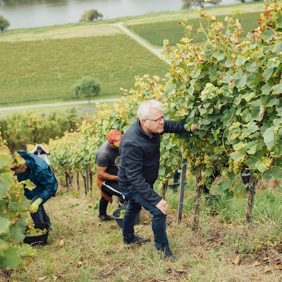 Oliver Haag among the vines at Weingut Fritz Haag in Germany’s Mosel region