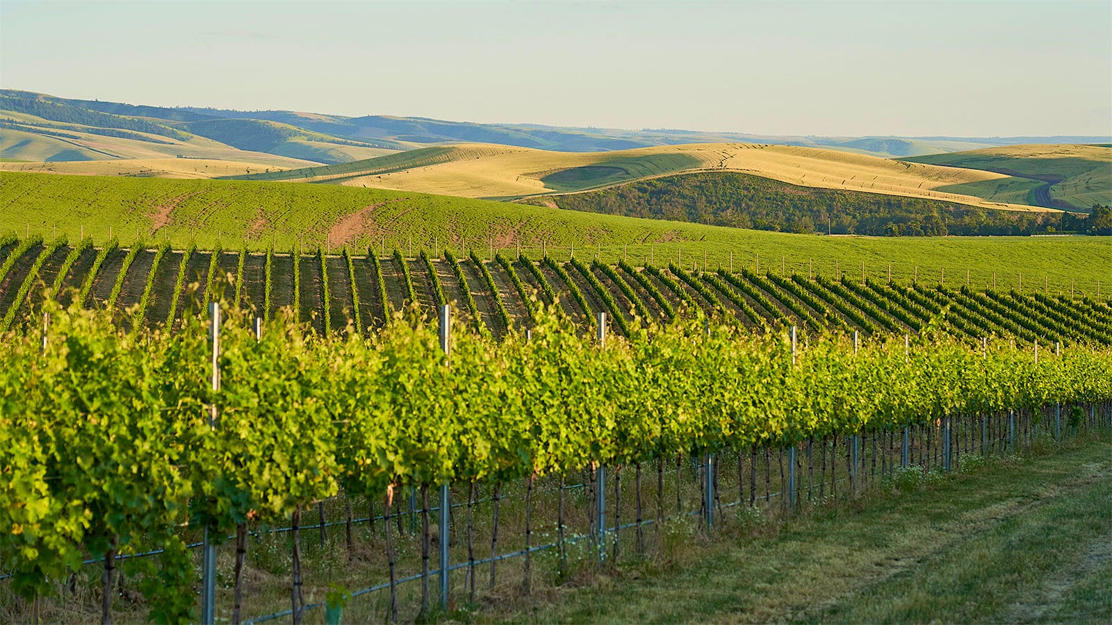 Jett vineyards (Courtesy of Jackson Family Wines)